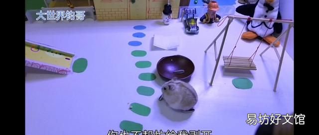 仓鼠不见了怎么办