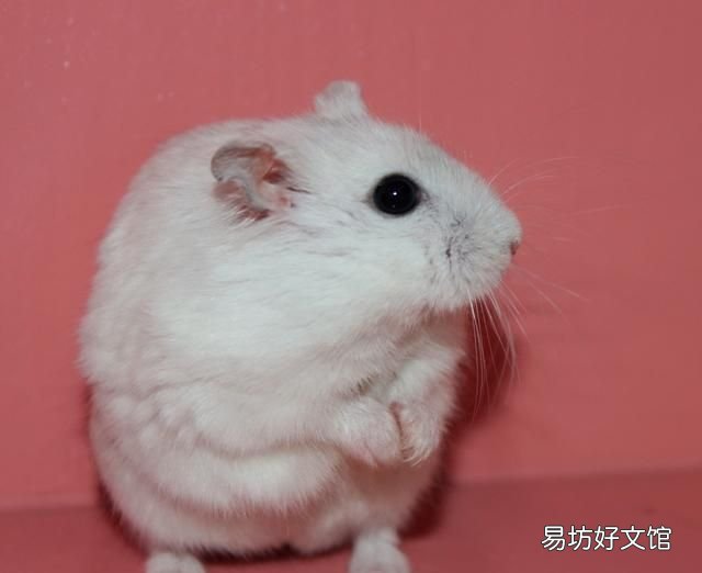 仓鼠不见了怎么办