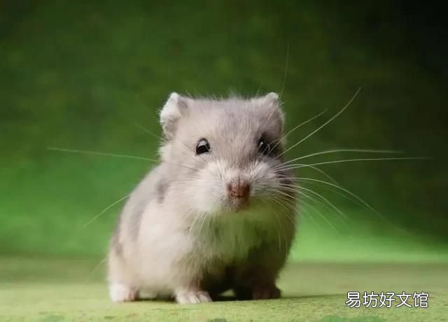 仓鼠不见了怎么办