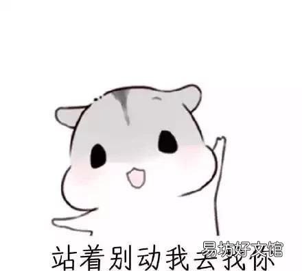 仓鼠不见了怎么办
