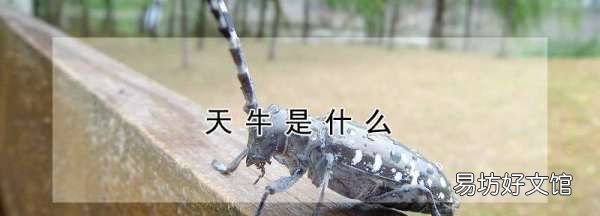天牛是什么,天牛是什么东西