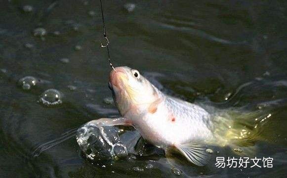 新手必挑选5种最结实的鱼线 什么钓鱼线最好钓不断