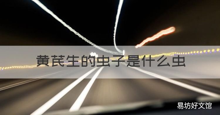 黄芪生的虫子是什么虫,黄芪生虫了还能不能泡水喝
