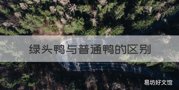 绿头鸭与普通鸭的区别,绿头鸭和青头鸭一样吗图片