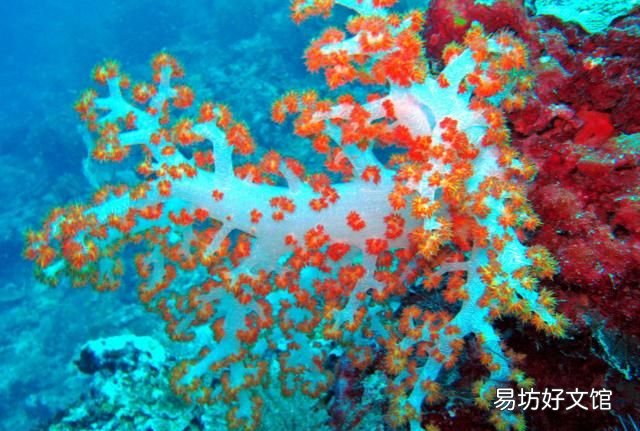 马来西亚的仙本那岛怎么样