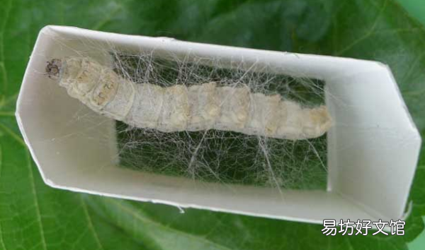 蚕吐丝是一根丝，为什么蚕吃进去的是桑叶