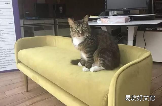 招财猫真能招财吗