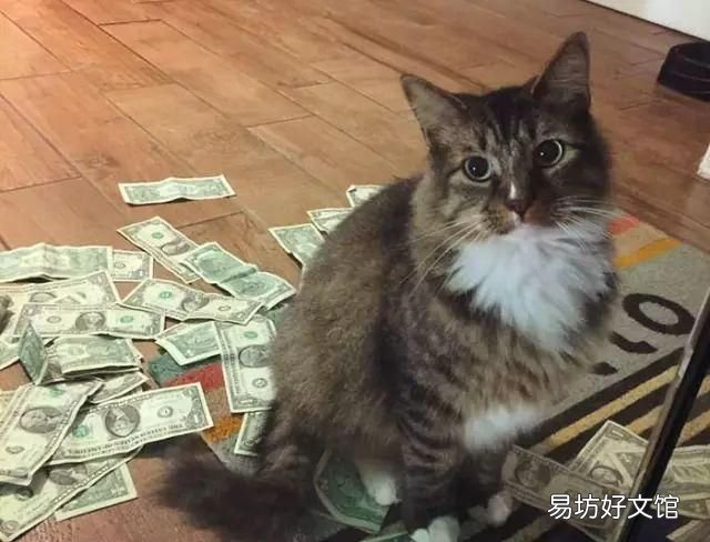 招财猫真能招财吗