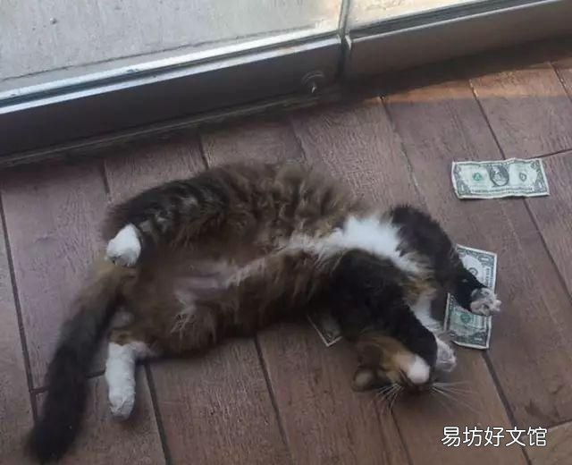 招财猫真能招财吗
