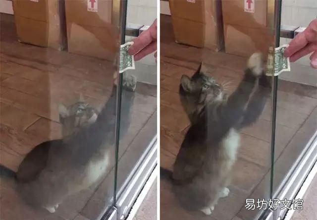 招财猫真能招财吗