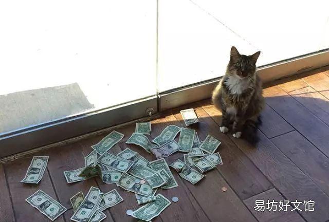 招财猫真能招财吗