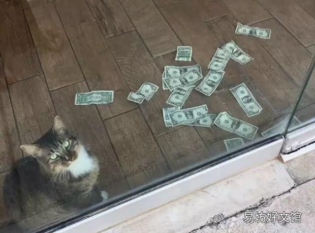 招财猫真能招财吗
