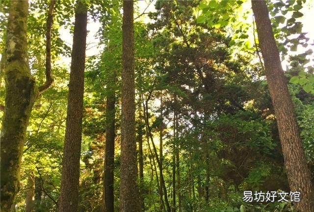 天目山的风景怎么样
