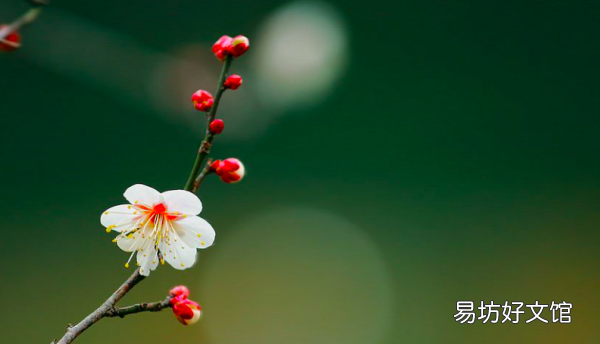 梅花古诗翻译,古诗梅花的释义