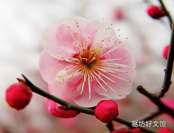 梅花古诗翻译,古诗梅花的释义