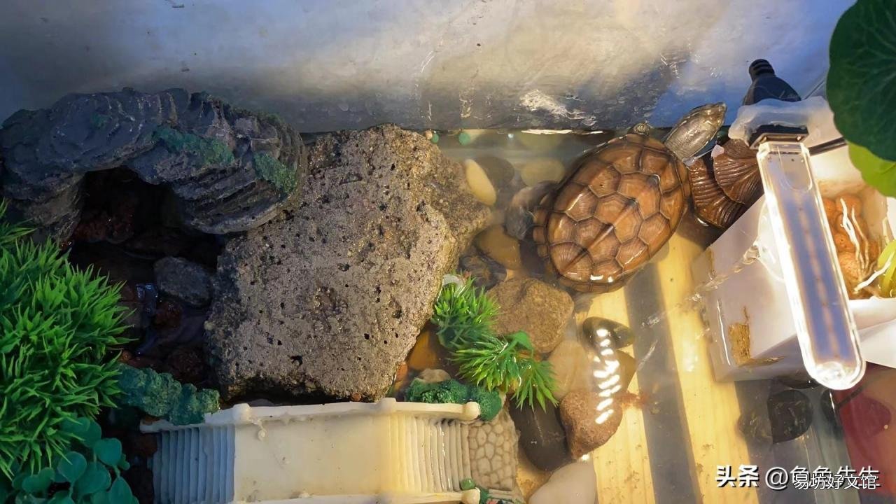 新手养龟必知的小常识 养巴西龟的水位图解大全