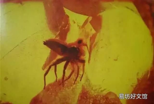 你知道这块琥珀是怎样形成的吗？