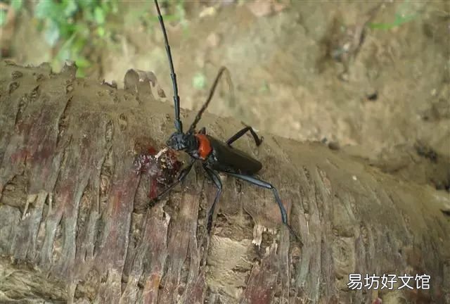 你知道这块琥珀是怎样形成的吗？