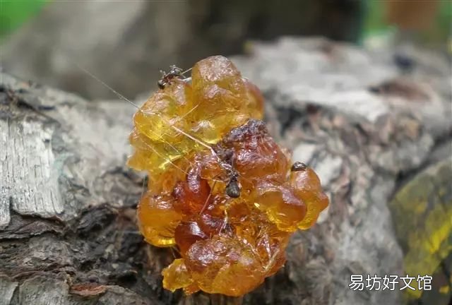 你知道这块琥珀是怎样形成的吗？