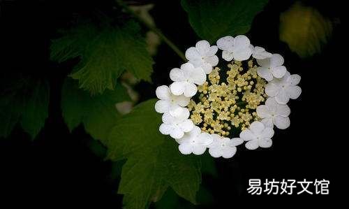 琼花的花语是什么,琼花花语是什么意思