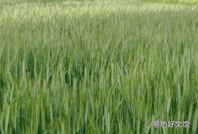 青海,小世界汇聚起来的辽阔天地,什么汇聚成了青海的美?