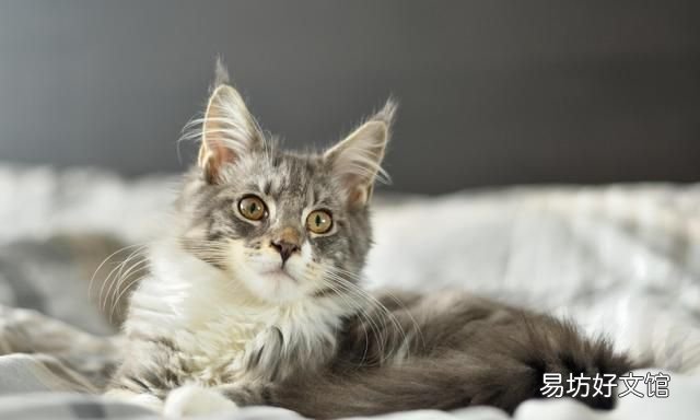 家里有宠物怎么灭蟑螂,猫为什么会捉蟑螂?