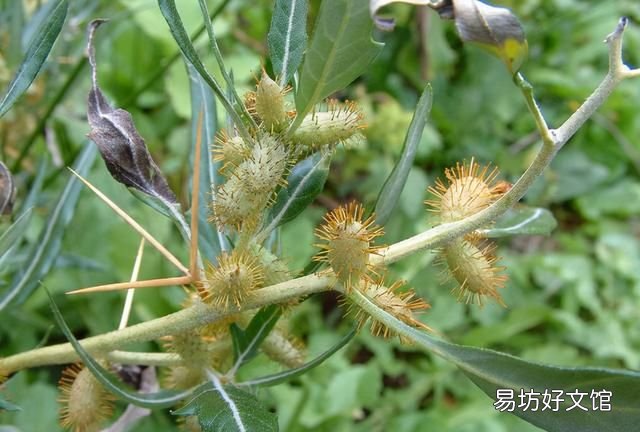 苍耳靠什么传播种子