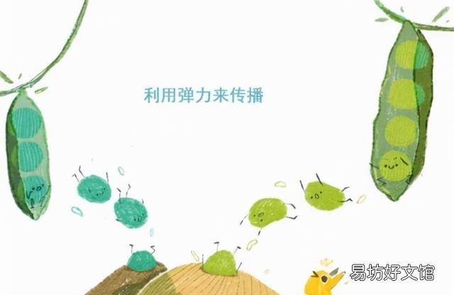 苍耳靠什么传播种子