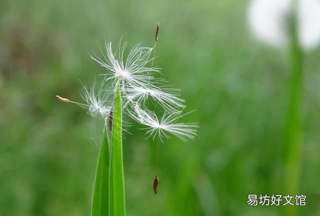 苍耳靠什么传播种子