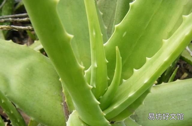被蚊子咬了如何快速止痒