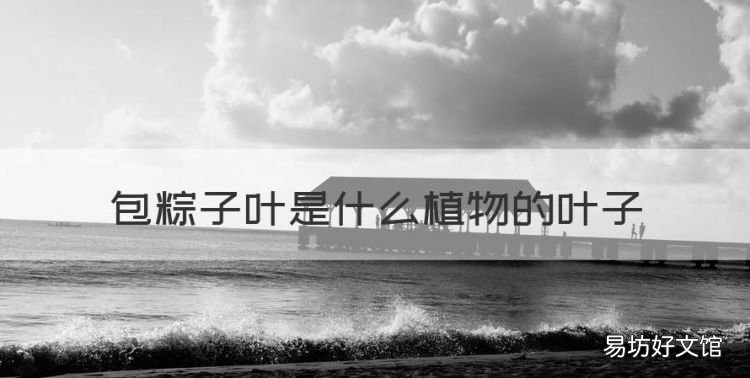 包粽子用的是什么叶子,包粽子叶是什么植物的叶子