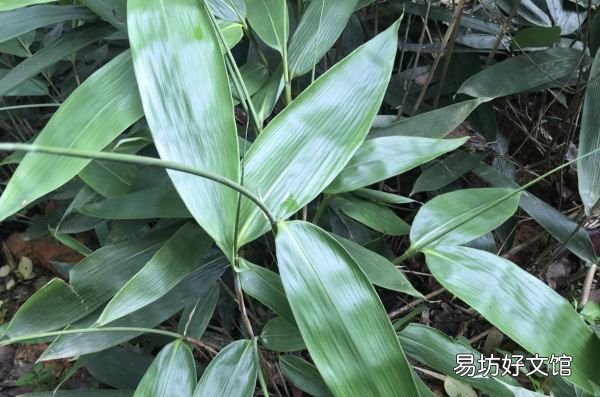 包粽子用的是什么叶子,包粽子叶是什么植物的叶子
