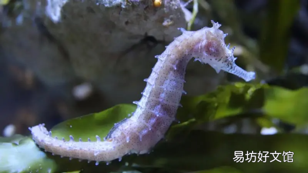 海马是海里的鱼,想知道海马是鱼还是海马