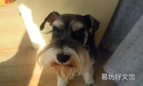 雪纳瑞掉毛吗,解决狗狗爆冲,随地大小便,叫不回,撒手没,乱叫,护食等狗狗行为问题