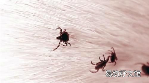 雪纳瑞掉毛吗,解决狗狗爆冲,随地大小便,叫不回,撒手没,乱叫,护食等狗狗行为问题