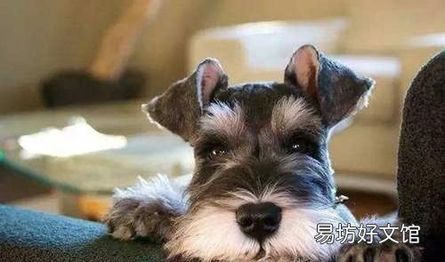 雪纳瑞掉毛吗,解决狗狗爆冲,随地大小便,叫不回,撒手没,乱叫,护食等狗狗行为问题
