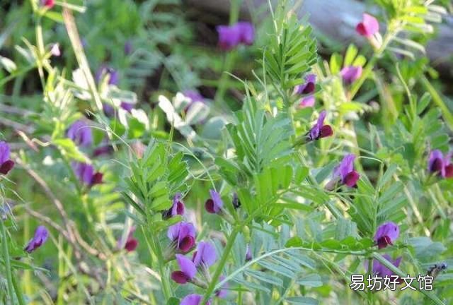 古诗中的采薇是什么意思
