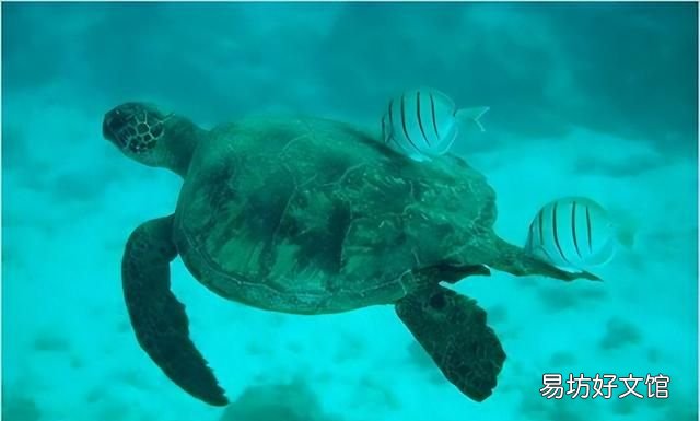 体型最大的海龟,龟中“巨无霸”!世界上体型最大的7种巨龟,你见过几个