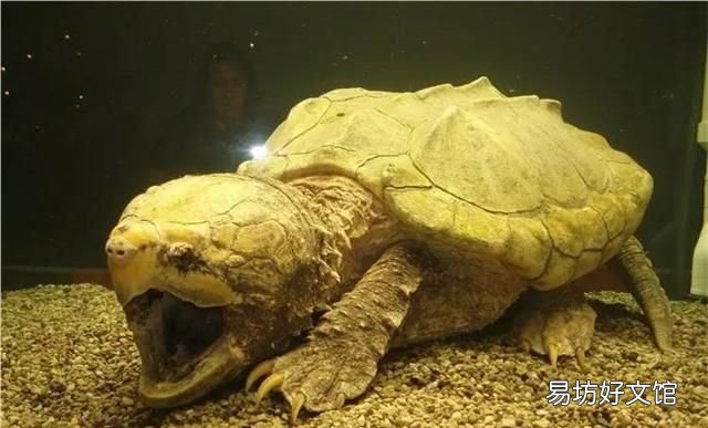 体型最大的海龟,龟中“巨无霸”!世界上体型最大的7种巨龟,你见过几个