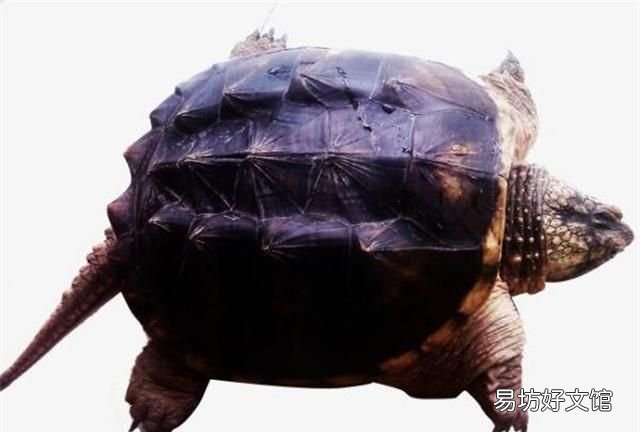 体型最大的海龟,龟中“巨无霸”!世界上体型最大的7种巨龟,你见过几个