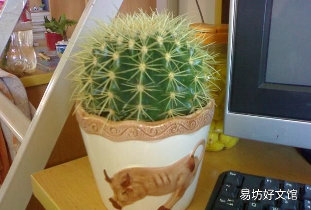 想减少辐射的刺激，那么，仙人球真的可以防辐射吗？