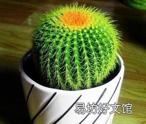 想减少辐射的刺激，那么，仙人球真的可以防辐射吗？