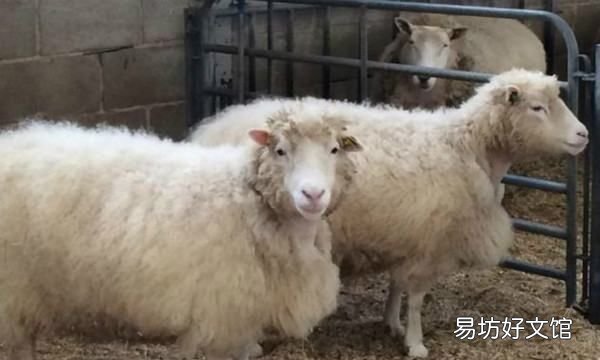 克隆羊多利活了几年,克隆羊多莉只活到了六岁是什么梗