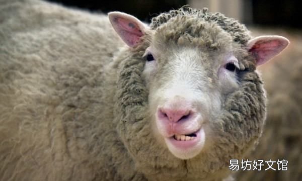 克隆羊多利活了几年,克隆羊多莉只活到了六岁是什么梗