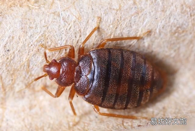 宿舍臭虫哪来的臭虫最怕3个克星 集体宿舍的臭虫最佳防治方法