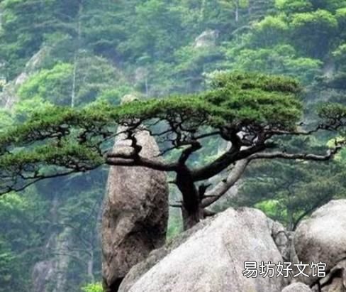 黄山奇石有哪些