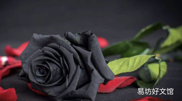 黑玫瑰的含义,黑色玫瑰是什么意思网络用语