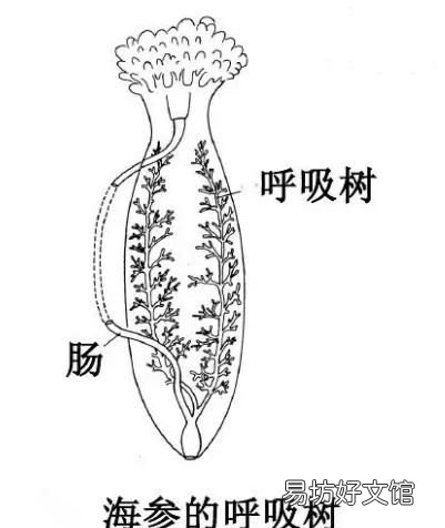 海豬長什么樣子，海豬是什么可以吃嗎