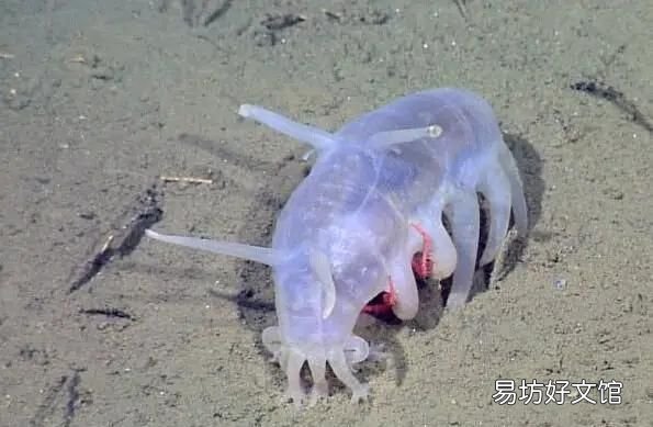 海豬長什么樣子，海豬是什么可以吃嗎