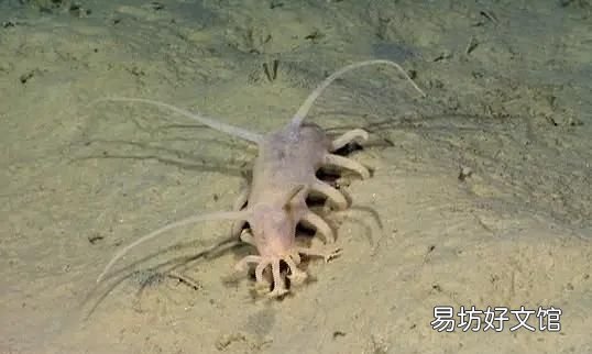 海豬長什么樣子，海豬是什么可以吃嗎